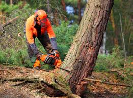 Best Emergency Tree Removal  in Walled Lake, MI