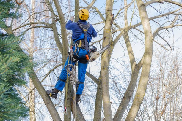 Best Hazardous Tree Removal  in Walled Lake, MI