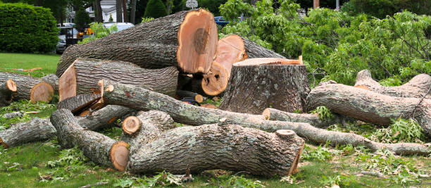 Best Tree Risk Assessment  in Walled Lake, MI