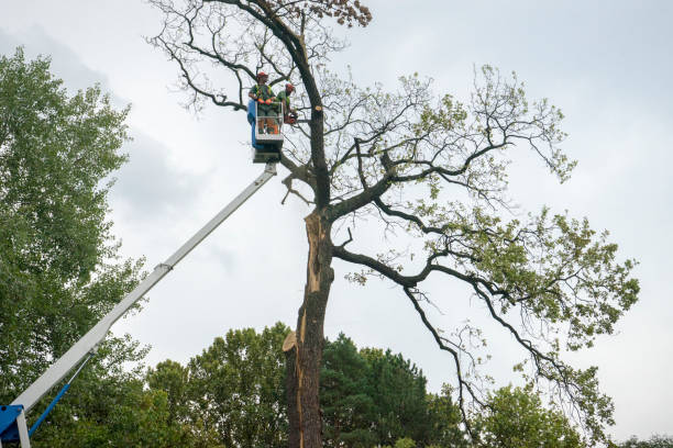  Walled Lake, MI Tree Care Pros