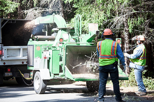 Best Tree Disease Treatment  in Walled Lake, MI